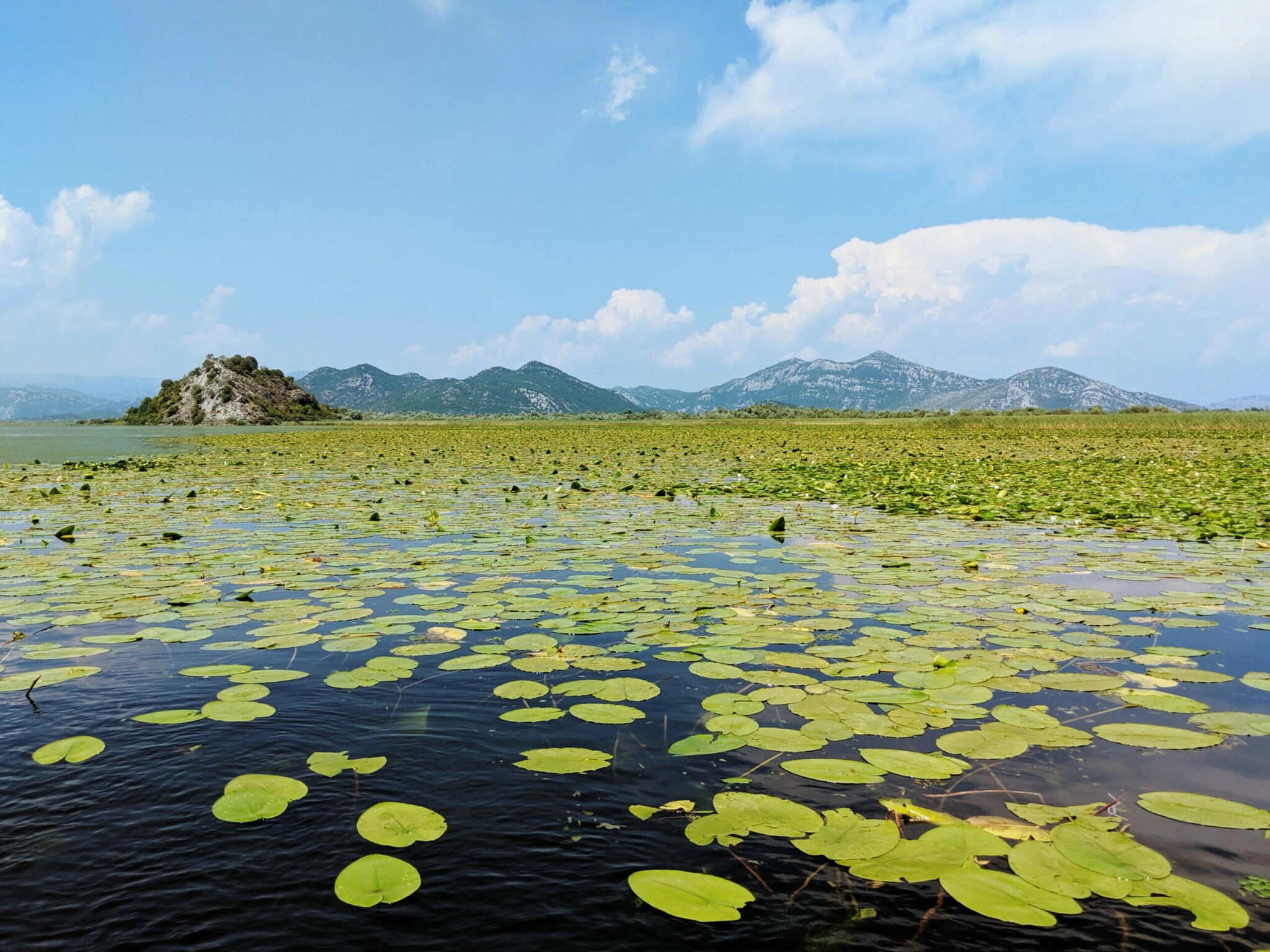 A lake full of lillypads in Montenegro.