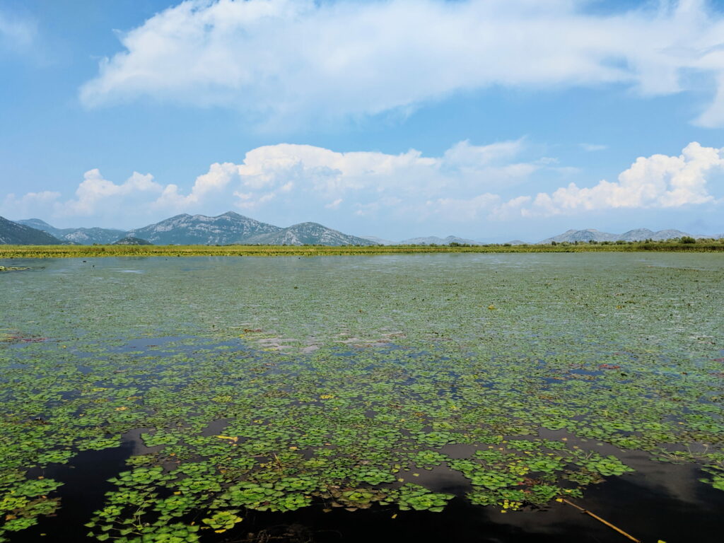 A wide landscape of a lake in Montenegro completely covered in lillypads. 