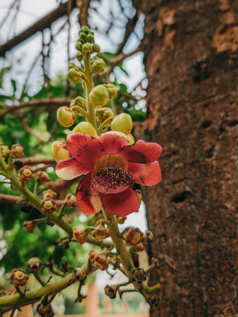 A beautiful flower in Phnom Penh.