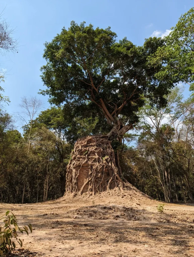 A Sambor Prei Kuk Temple reclaimed by a tree.