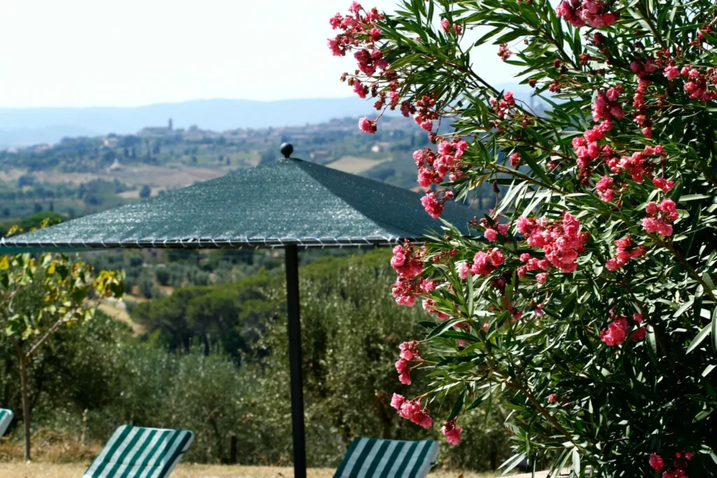 Sun chairs under an umbrella in Tuscany surrounded by beautiful pink flowers.