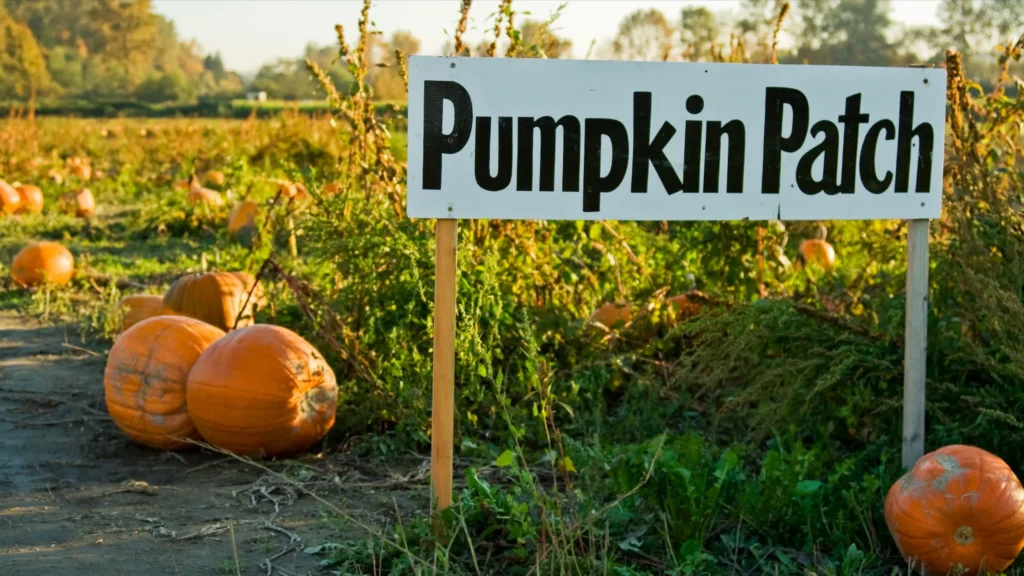 A sign that reads pumpkin patch surrounded by pumpkins.