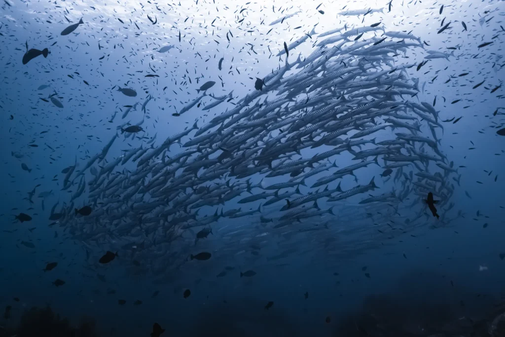 A vortex school of barracuda at Koh Tachai Pinnacle in Thailand.